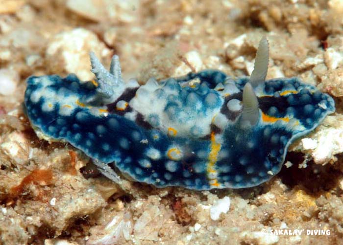 Nudibranchs and planarians Nosy Be Madagascar
